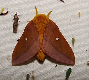 - 7723 – Anisota virginiensis – Pink-striped Oakworm Moth.jpg