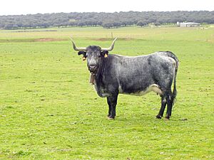 051127 1327 Villalba de los Llanos - Vaca morucha T01