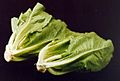 ARS romaine lettuce