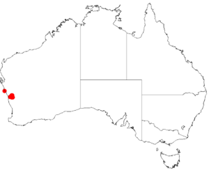 "Acacia lanceolata" occurrence data from Australasian Virtual Herbarium
