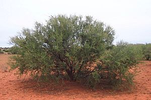 Acacia tetragonophylla habit.jpg