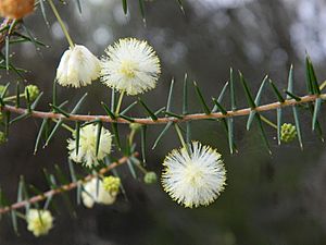Acacia ulicifolia flowers 1.jpg