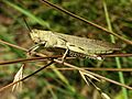 Acrididae grasshopper-2