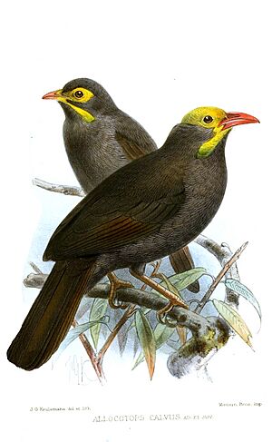 AllocotopsCalvusKeulemans