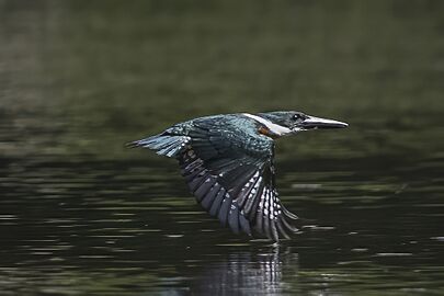 Amazon kingfisher (Chloroceryle amazona) male in flight Cayo 2