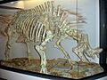 Ancient Mammal (5177334982)