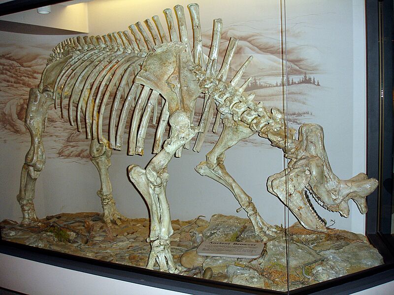 Ancient Mammal (5177334982)