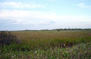 Anhingatrail