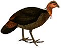 Annales des sciences naturelles (1881) (Aepypodius bruijnii)