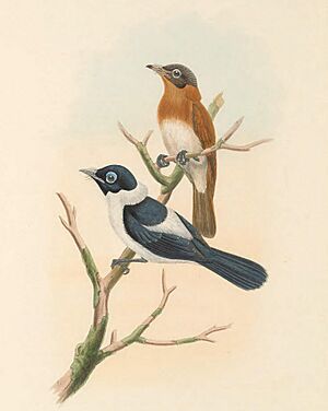 Arses telescophthalmus - The Birds of New Guinea (cropped).jpg