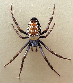 AustralianMuseum spider specimen 62.JPG