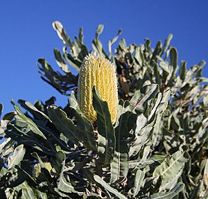 Banksia menziesii yellow2 Cataby email
