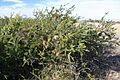 Banksia scabrella habit windfarm