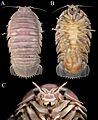 Bathynomus vaderi paratype (Fig. 4)