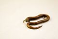Batrachoseps gavilanensis - Gabilan Mountains Slender Salamander 03