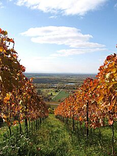 Bergstrasse westblick bei heppenheim ds wv 11 2007