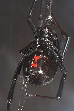 Black Widow making web.jpeg