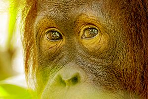 Bornean orangutan (Pongo pygmaeus), Tanjung Putting National Park 14
