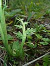 Botrychium matricariifolium (05)