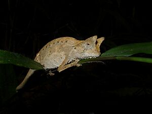 Brown leaf chameleon (Brookesia superciliaris), Andasibe, Madagascar (10115526024).jpg