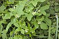 Bryona dioica bray-sur-somme 80 25062007 1