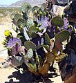Budding Yellow Beavertail Cactus