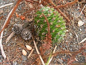 Bunya Cone