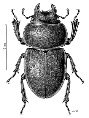 COLE Lucanidae Geodorcus auriculatus f.png