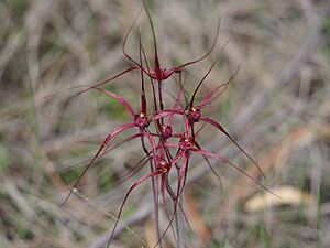 Caladenia filifera habit