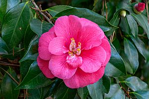 Camellia japonica NBG.jpg