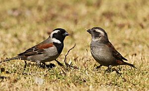 Cape Sparrow, Passer melanurus at Walter Sisulu National Botanical Garden, Johannesburg, South Africa (14541466587)
