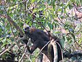 Cat Ba Langur 9