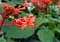 Clerodendrum speciosissimum kz1