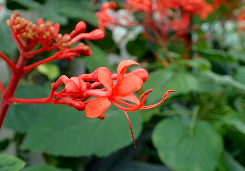 Clerodendrum speciosissimum kz1