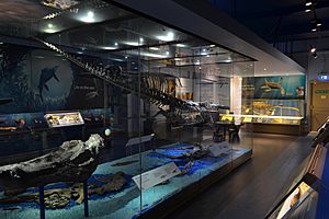 Cmglee Peterborough Museum marine fossils