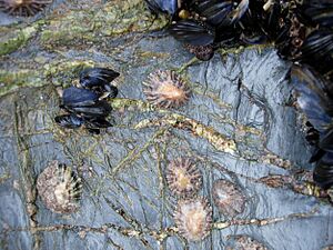CornishLimpets