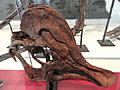 Corythosaurus cauarius, sub-adult skull and jaws, Dinosaur Provincial Park, Alberta, Canada, Late Cretaceous - Royal Ontario Museum - DSC00026
