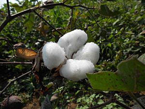 Cotton By Hrushikesh Kulkarni