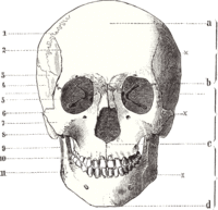 Cranium human front001