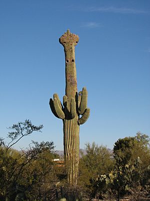 Crested Saguaro 1