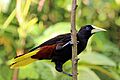Crested oropendola (Psarocolius decumanus insularis)