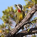 Cuban green woodpecker (Xiphidiopicus percussus percussus) female