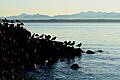 Cultus Bay 357
