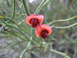 Daviesia brevifolia.jpg