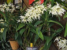 Dendrobium ruppianum2