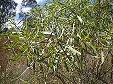 Eremophila bignoniiflora foliage