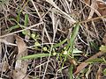 Eremophila debilis fruit