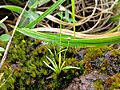 Eriocaulon, Paithalmala 6