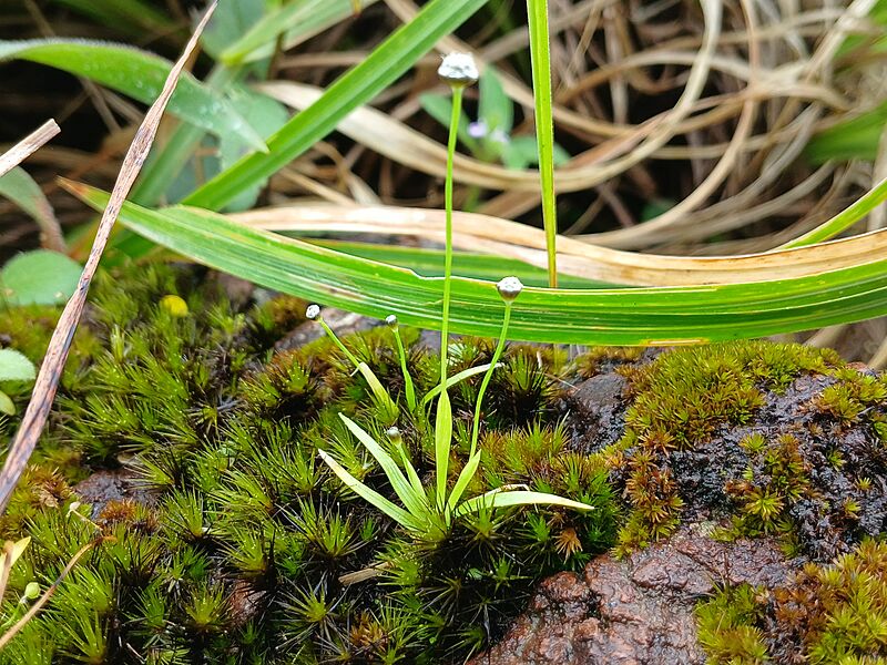 Eriocaulon, Paithalmala 6