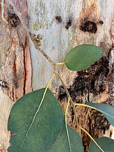 Eucalyptus amplifolia - bark and leaves